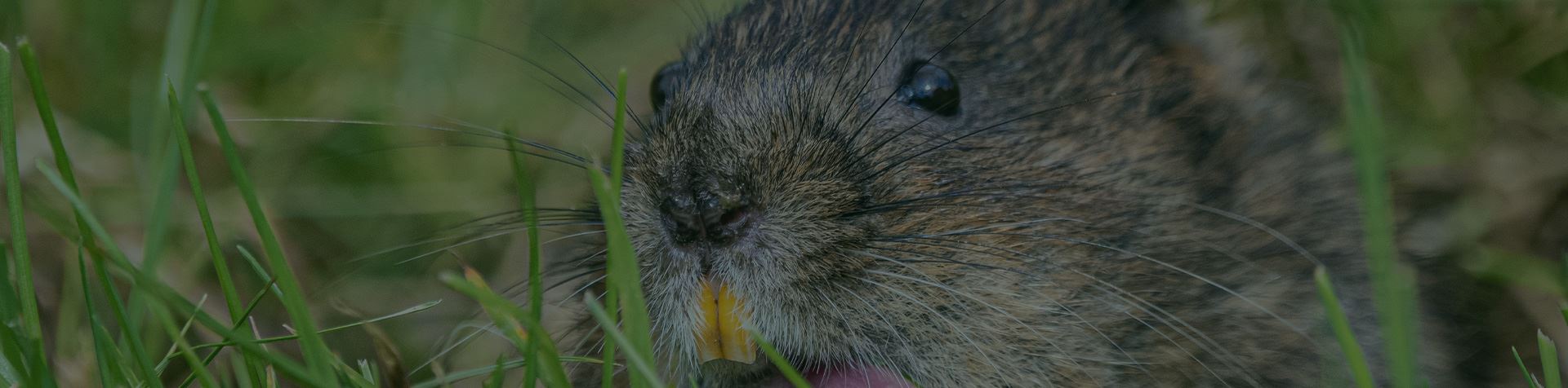 Vole Control In Collegeville, PA | Terra Pest Management Services