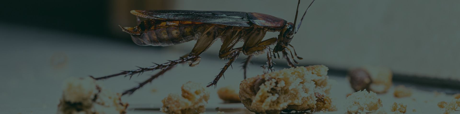 Cockroach Identification & Prevention In Collegeville, PA | Terra Pest