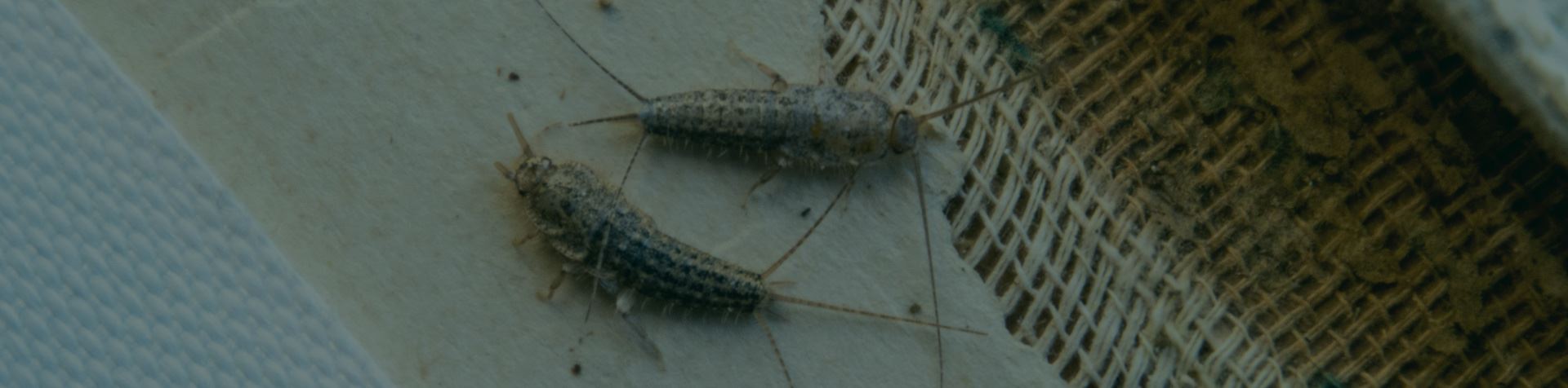 Silverfish Identification & Prevention In Collegeville, PA | Terra Pest