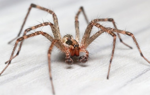 a common house spider crawling in a home