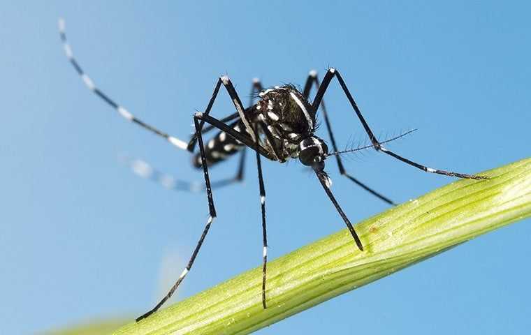 Mosquito / Tick / <br>Flea Control