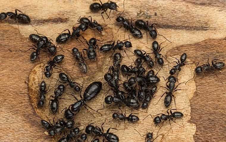 Ant Control