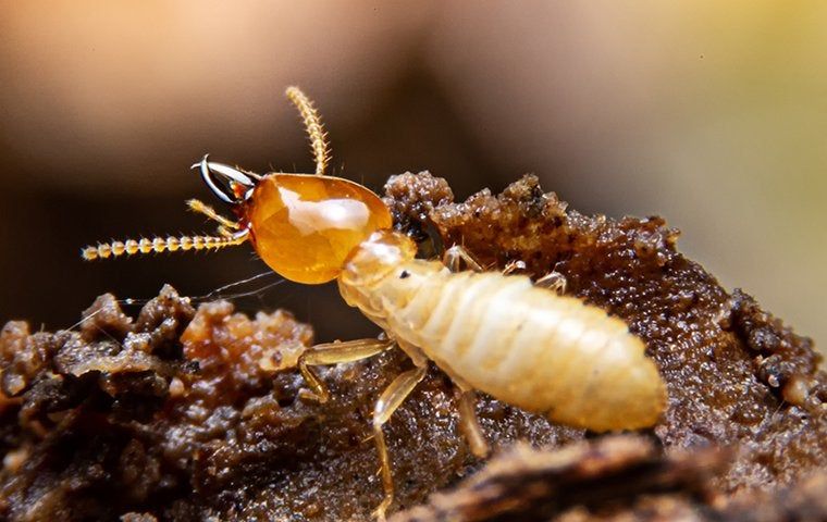 Termite Prevention