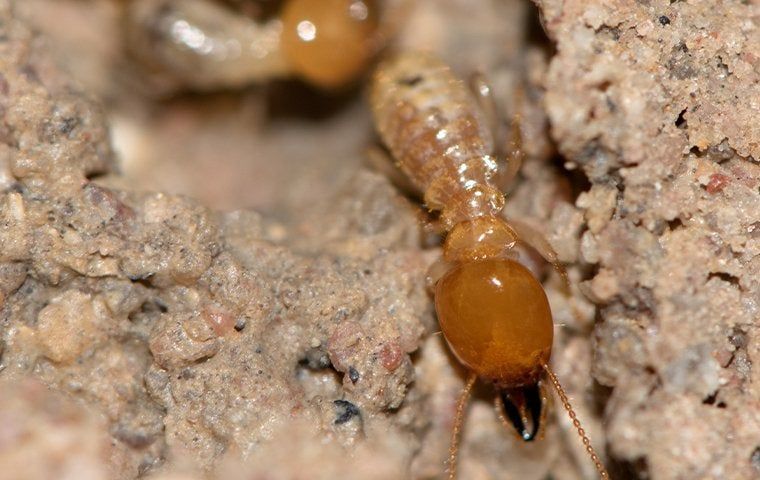 What To Do If You Spot Signs Of Termites In Your Collegeville Home