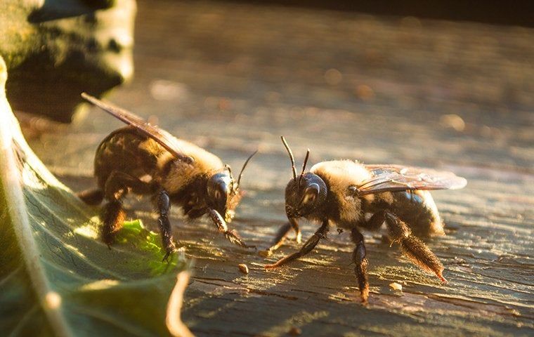 Stinging Insect Control