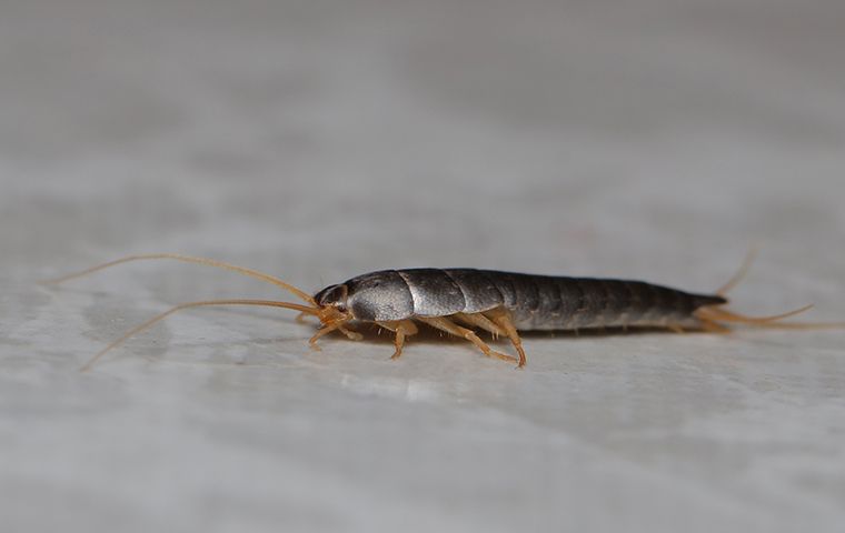 Stop Silverfish In Their Tracks: Top Techniques For Control For