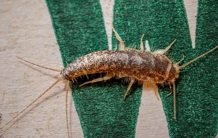 Silverfish 101: A Guide To Identification And Control For Collegeville