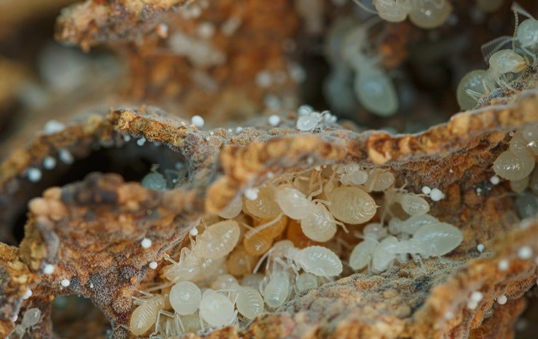 Termites: A Handy Guide To Identification, Prevention, And Control For