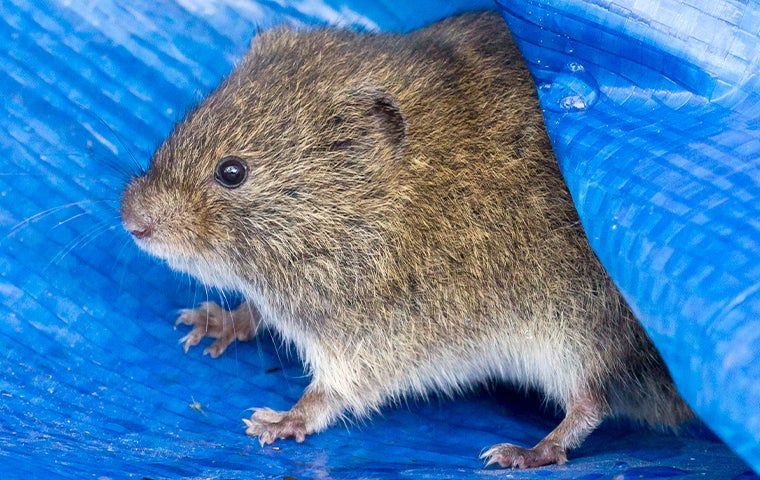 Vole Control